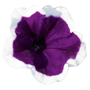 Afbeelding van Petunia P12 Dark violet picotee
